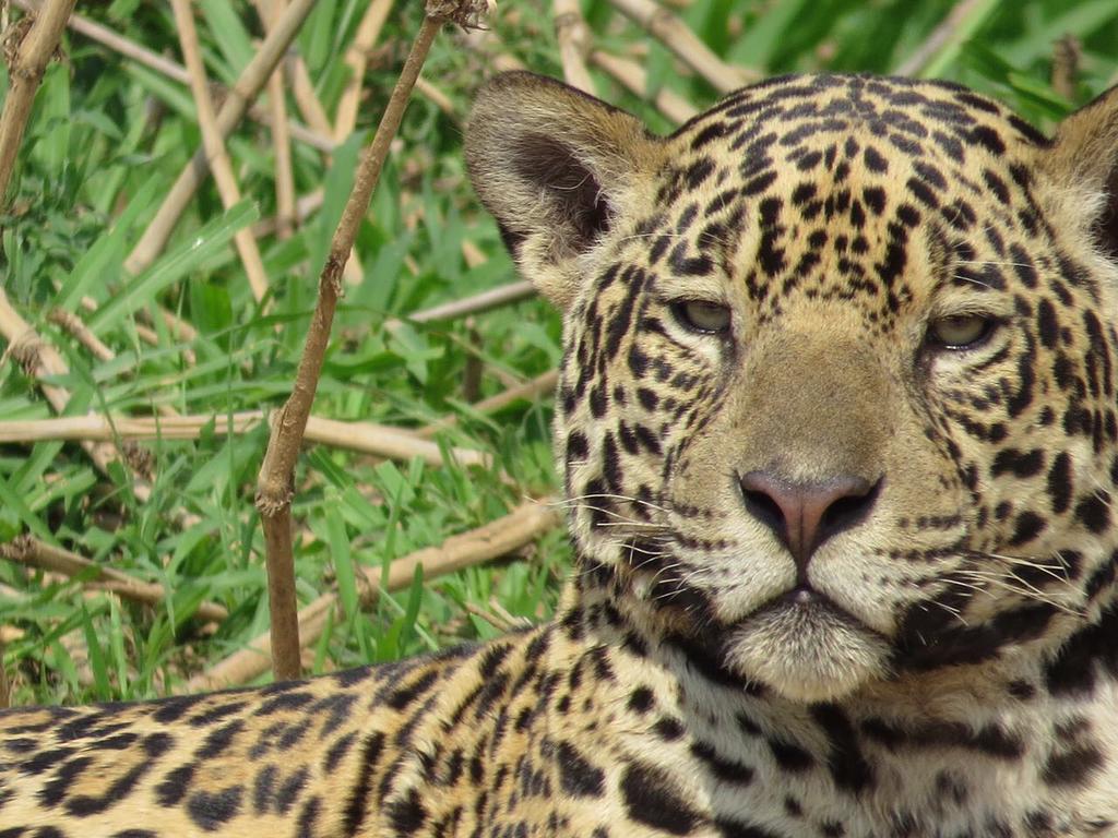Pousada Reserva Ecologica Jaguar Pocone Ngoại thất bức ảnh